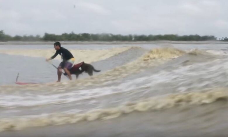 Stand Up Paddle na Pororoca com um Dog